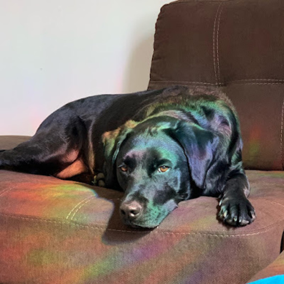 Meet your Posher, Samantha - Picture 1 of 1